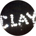 Clayton Colwell profile picture